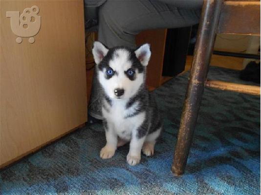 Husky καθαροαιμα κουταβια Αθηνα 6979314054